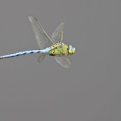 Anax empereur (Anax imperator)