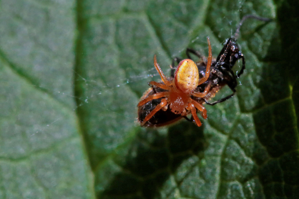 Araignée courge ( Araniella sp.) juvénile