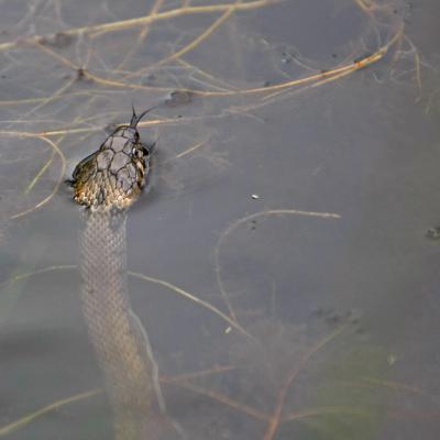 Couleuvre  helvetique ou couleuvre  à collier (Natrix helvetica))