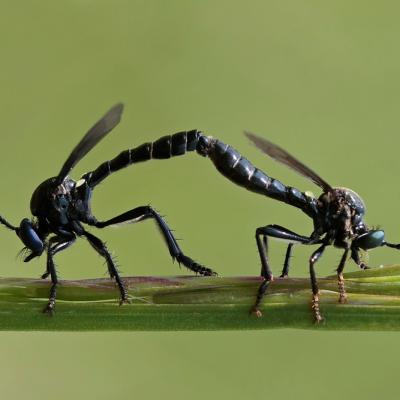 Asile  Dioctrie à poils noirs (Dioctria atricapilla) couple.