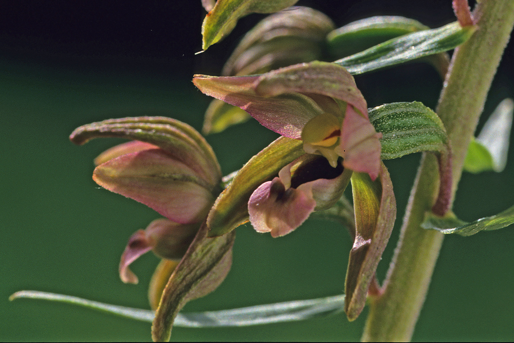 Epipactis à larges feuilles (Epipactis helleborine)