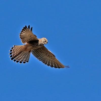 Faucon crécerelle (Falco tinnunculus) immature.