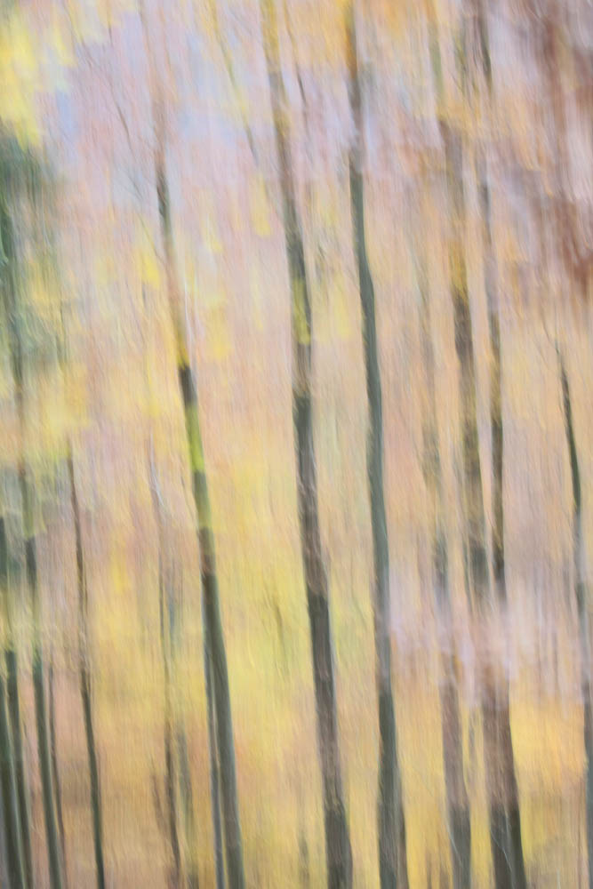 Forêt en automne 2