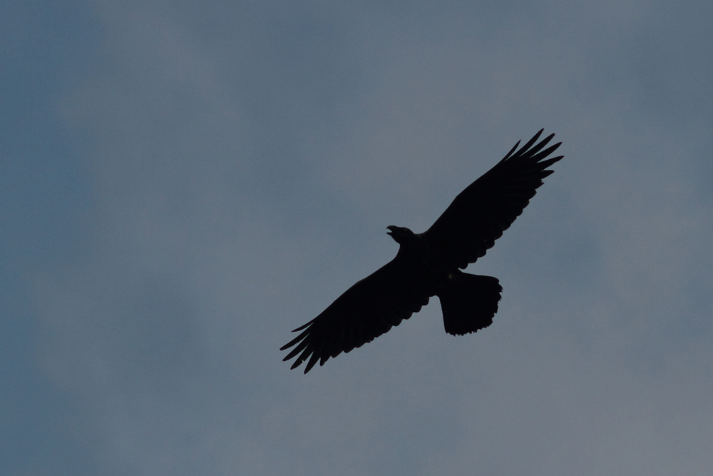 Grand corbeau  (Corvus corax)