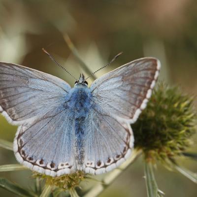 Argus bleu nacré (Polyommatus coridon)