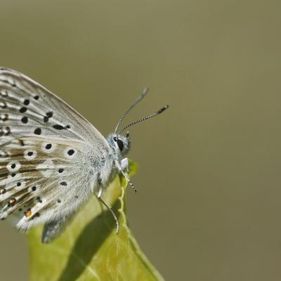 Argus bleu nacré (Polyommatus coridon)