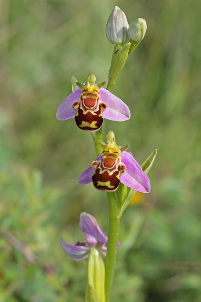 Ophrys abeille  (Ophrys apifera)