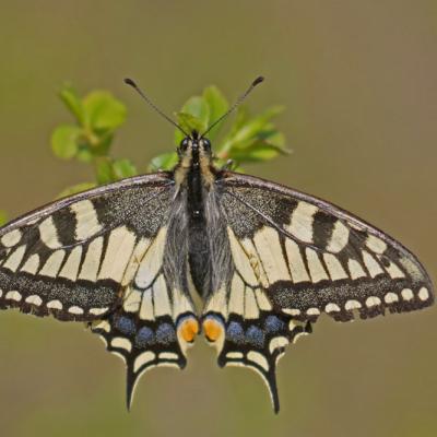 Le Machaon (Papilio machaon)