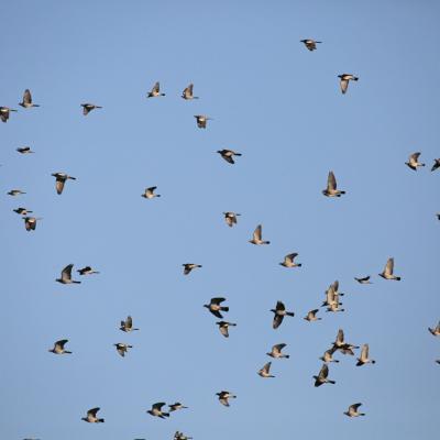 Pigeons ramiers vol (Columba palumbus)
