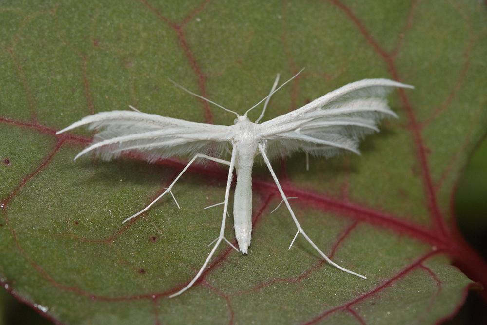 Le Ptérophore blanc (Pterophorus pentadactylus)