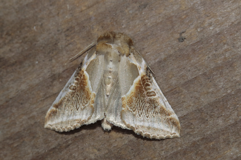 La Ratissée (Habrosyne pyritoides)