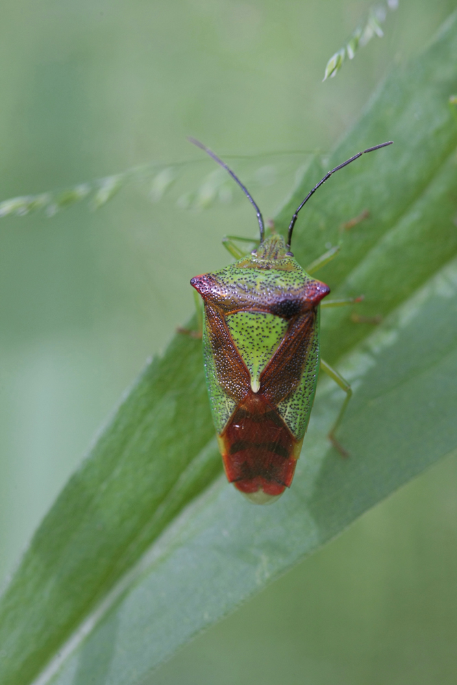 Punaise de l'aubépine (Acanthosoma haemorrhoidale)