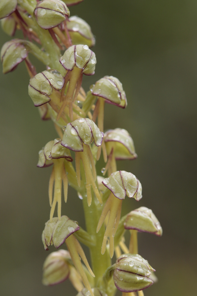 Orchis homme pendu (Aceras anthropophorum)