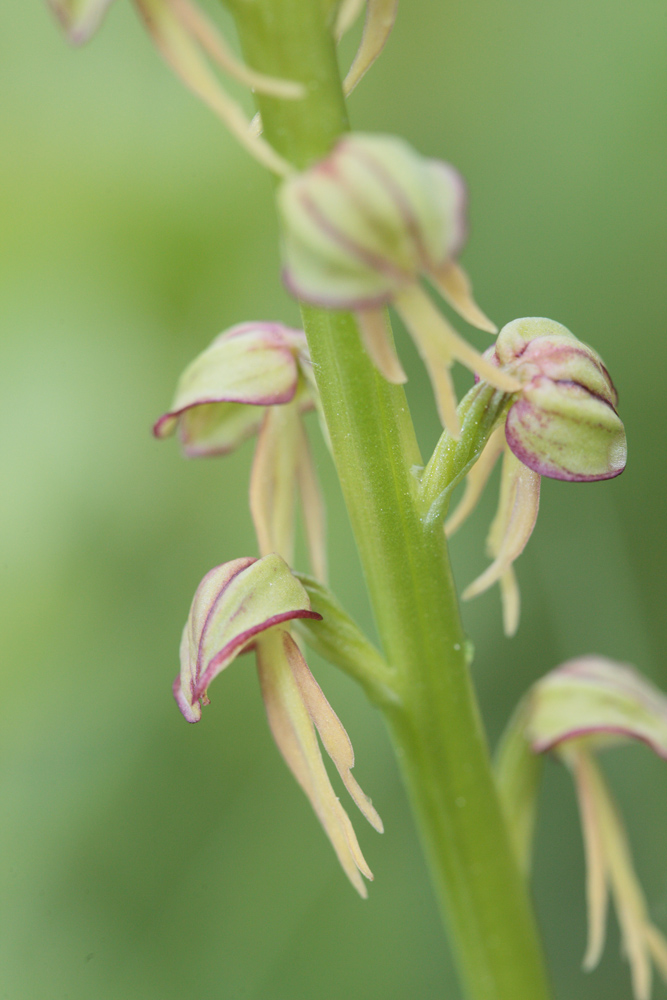 Orchis homme pendu (Aceras anthropophorum)