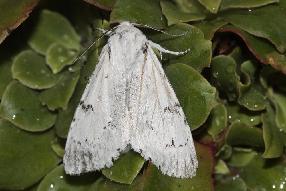 L'Ecaille lièvre (Acronicta leporina)