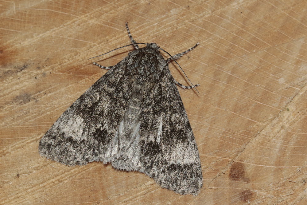 Noctuelle mégacéphale (Acronicta megacephala)
