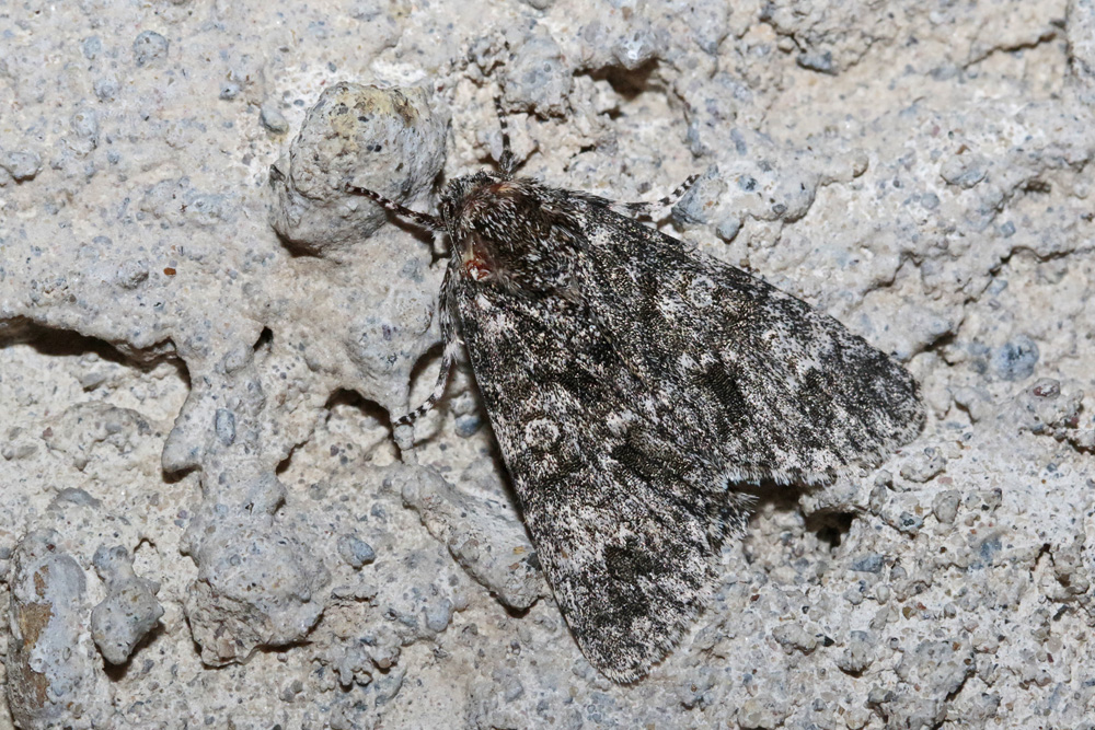 Noctuelle mégacéphale (Acronicta megacephala)
