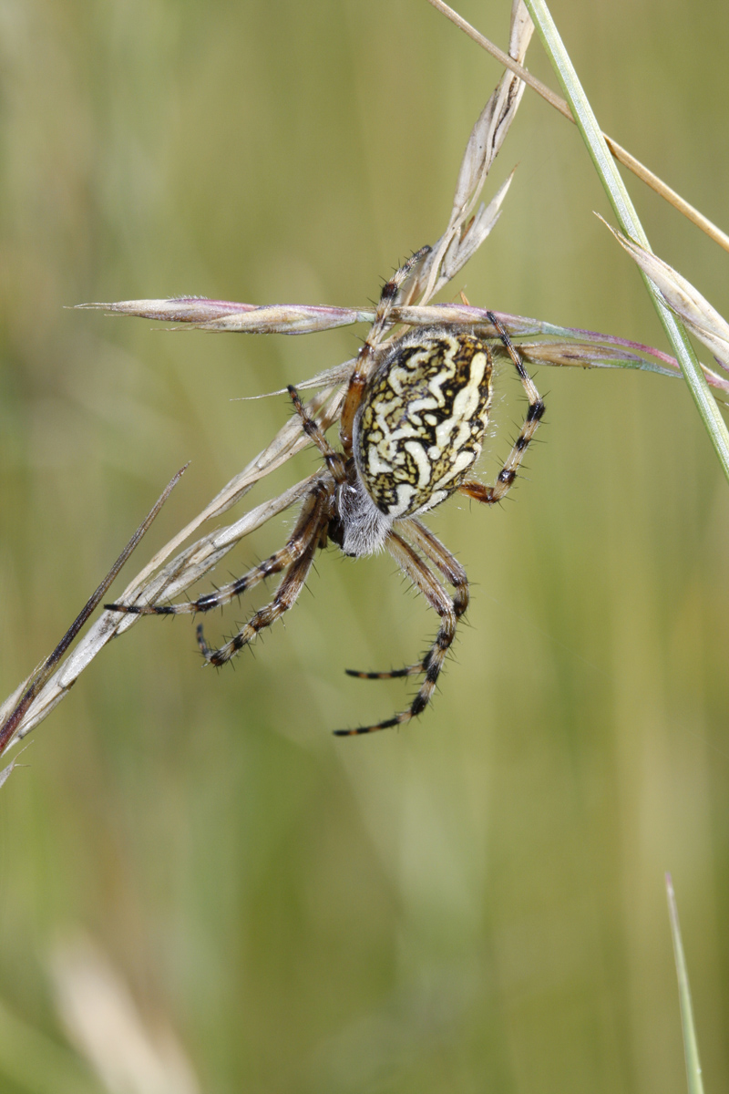 Epeire feuille de chêne (Aculepeira ceropegia)