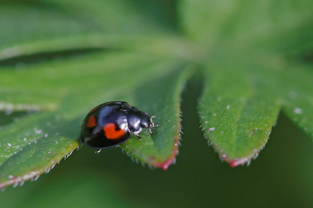 Coccinelle à virgules  (Exochomus quadripustulatus)