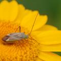 Capside de la luzerne (Adelphocoris lineolatus)