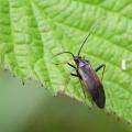 Adelphocoris seticornis