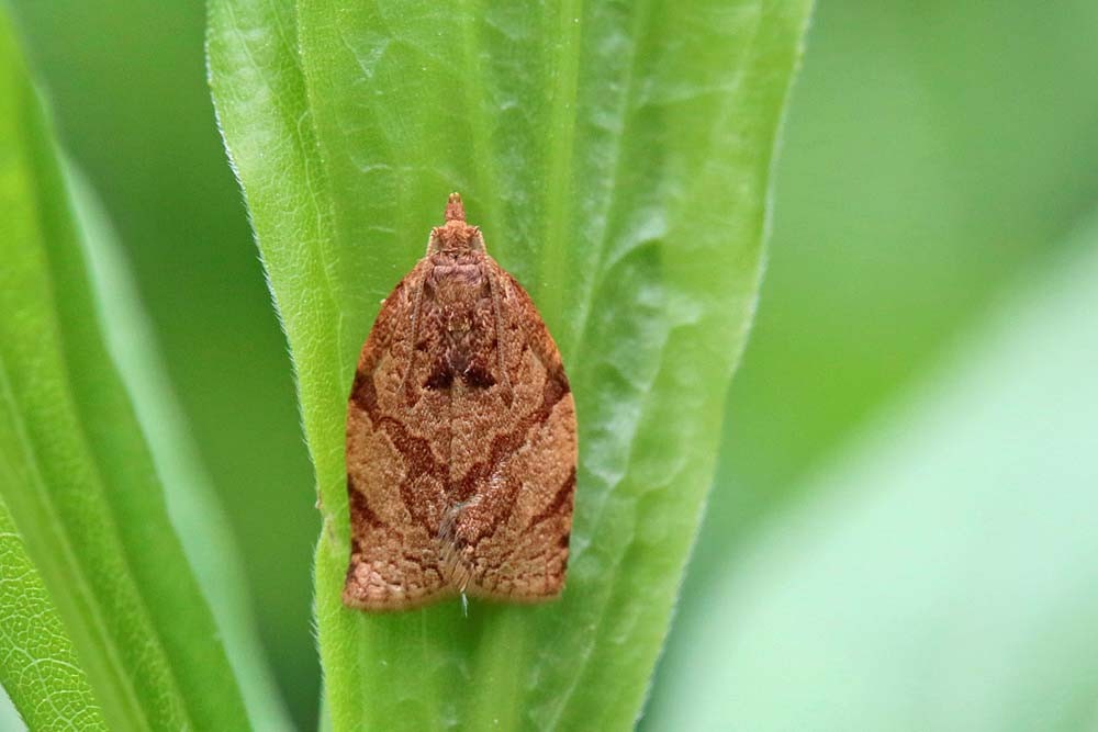 Tordeuse de la pelure (Adoxophyes orana)
