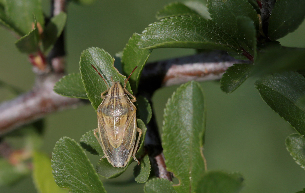 Punaise des blés (Aelia acuminata)