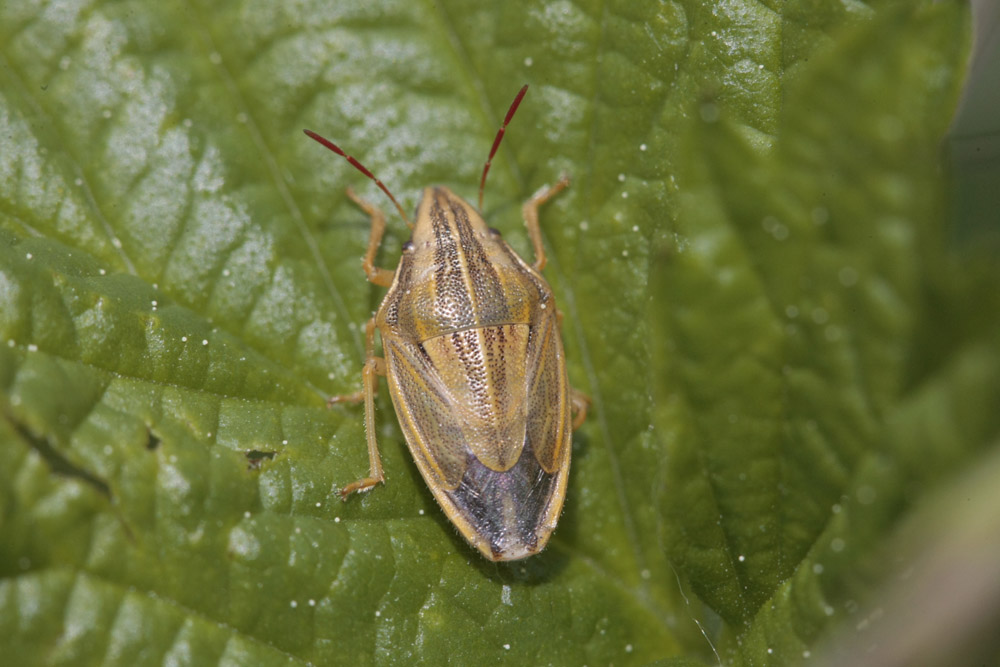 Punaise des blés (Aelia acuminata)