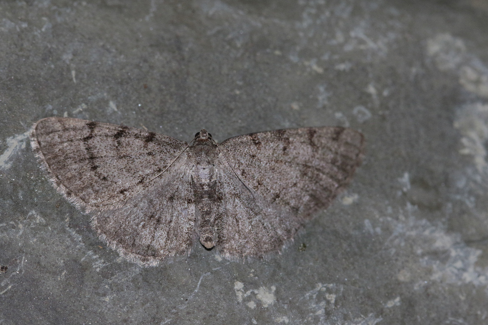 La Boarmie ponctuée (Aethalura punctulata)