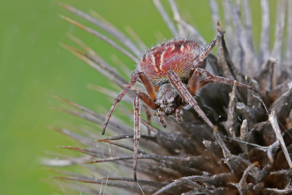 Epeire de velours (Agalanatea redii)