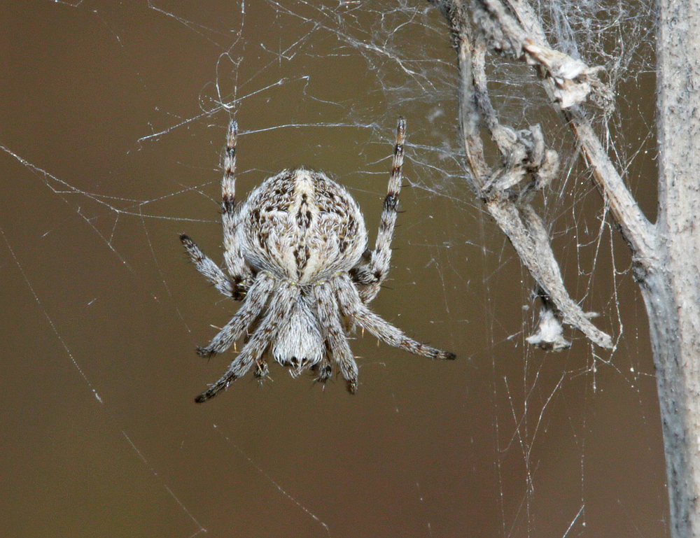 Epeire de velours (Agalenatea redii)