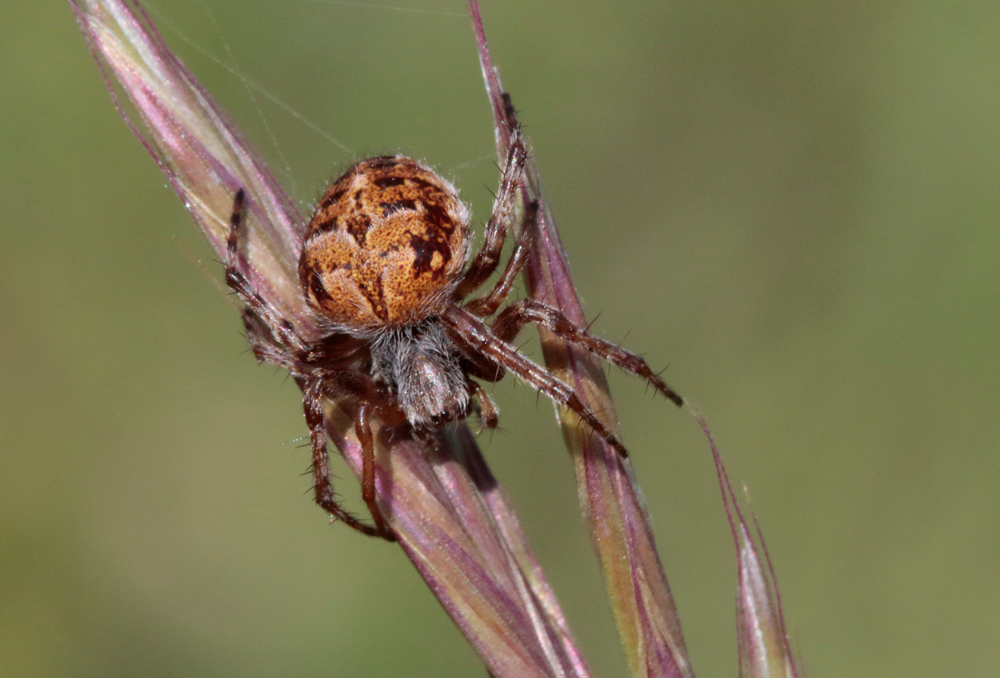 Epeire de velours (Agalenatea redii)