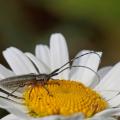 Agapanthe du chardon (Agapanthia cardui)