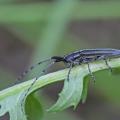 Agapanthe du chardon (Agapanthia cardui)