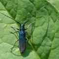 Agapanthie intermédiaire (Agapanthia intermedia)