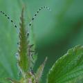 Agapanthie à pilosité verdatre (Agapanthia villosoviredescens)