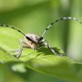 Agapanthie à pilosité verdatre (Agapanthia villosoviredescens)