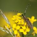 Agapanthie à pilosité verdatre (Agapanthia villosoviridescens)