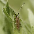 Agapanthie à pilosité verdatre (Agapanthia villosoviridescens)