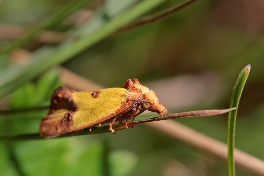 Euxanthie de la scabieuse (Agapeta zoegana)