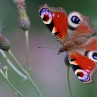 Le Paon du jour (Aglais io)