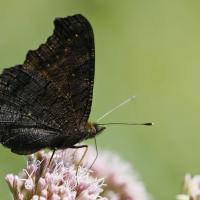 Le Paon du jour (Aglais io)