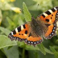La Petite tortue (Aglais urticae)