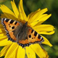 La Petite tortue (Aglais urticae)