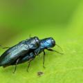 Bupreste:  Agrile bleuatre (Agrilus cyanescens)