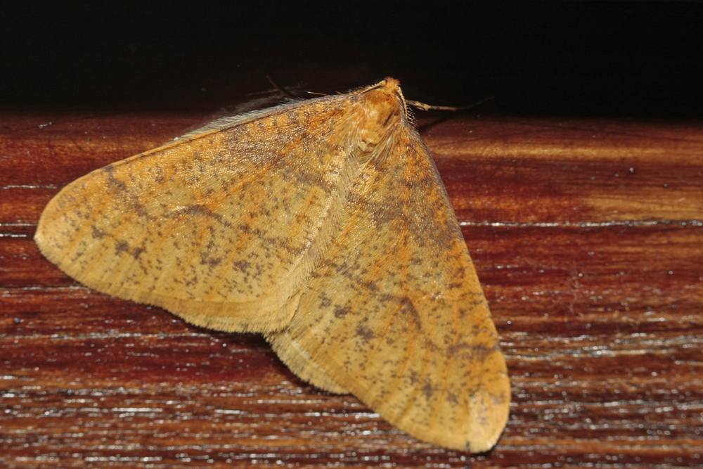 L'Hibernie orangée (Agriopis aurantiaria)