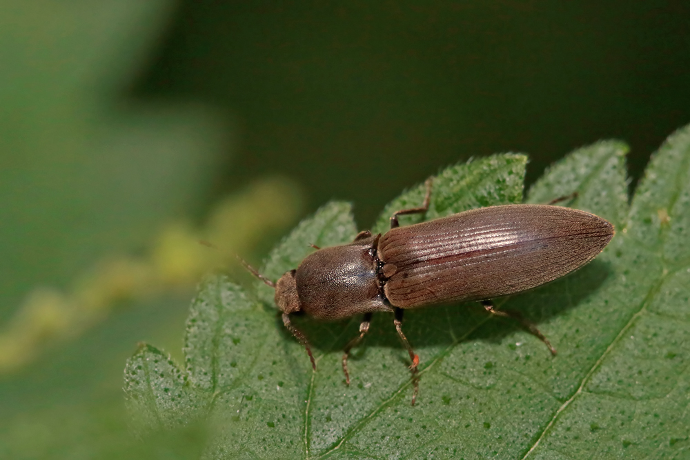 Taupin (Agriotes sp.)