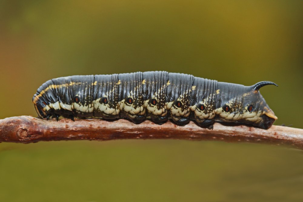 Sphinx du liseron (Agrius convolvuli)