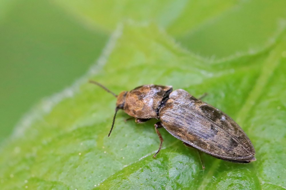 Taupin souris (Agrypnus murinus)