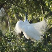 Aigrette garzette (Aigretta garzetta)